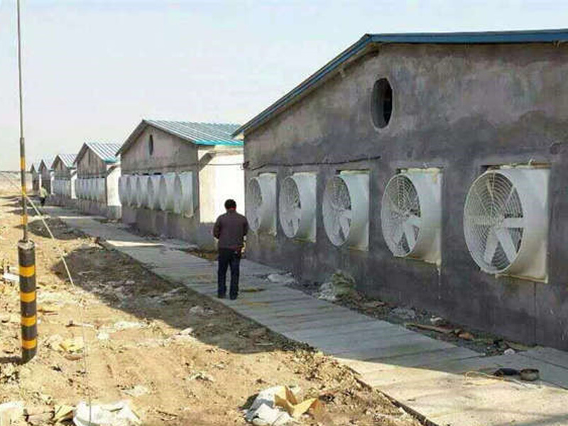 清遠(yuǎn)養(yǎng)豬場(chǎng)環(huán)境空間通風(fēng)降溫案例